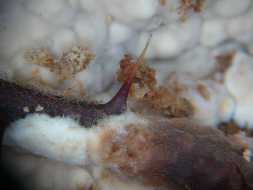 Da determinare...  (Dacryobolus karstenii)